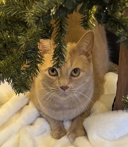 Entry image for Milo. Clicking this image will show a larger photo