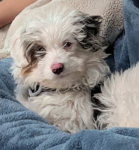 Entry image for Hermy. Clicking this image will show a larger photo