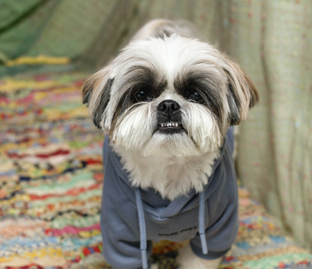 Entry image for Gilbert. Clicking this image will show a larger photo