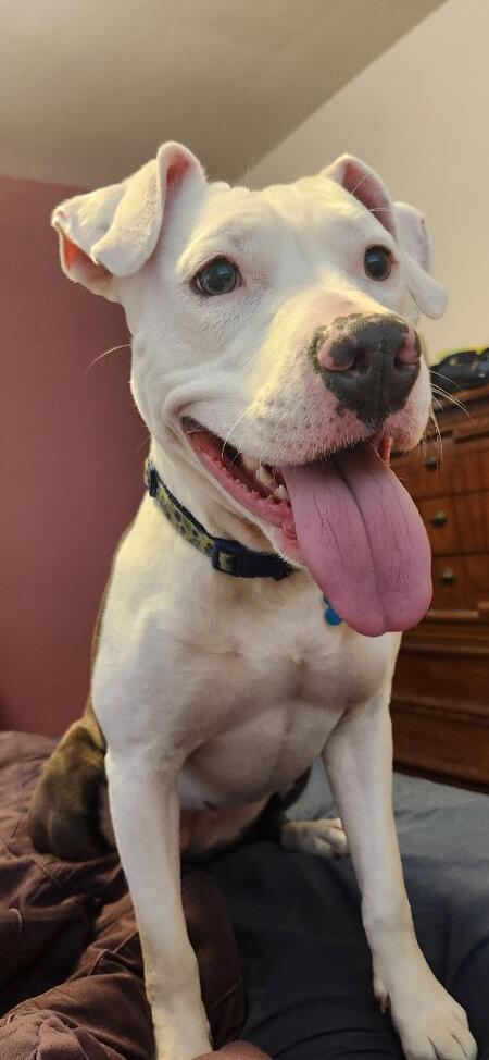 Entry image for Blueberry. Clicking this image will show a larger photo