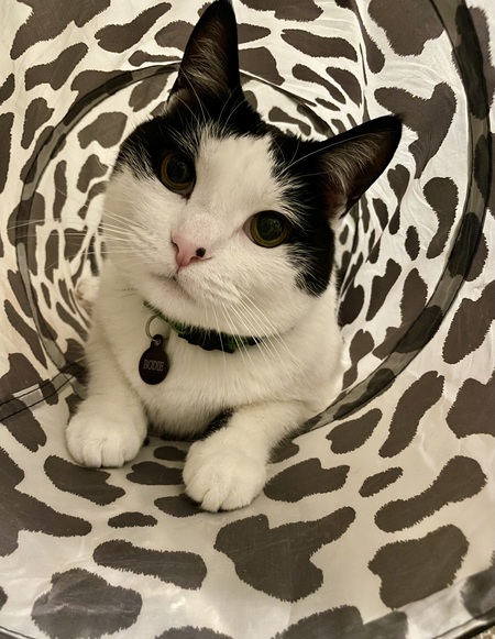 Entry image for Bodie. Clicking this image will show a larger photo