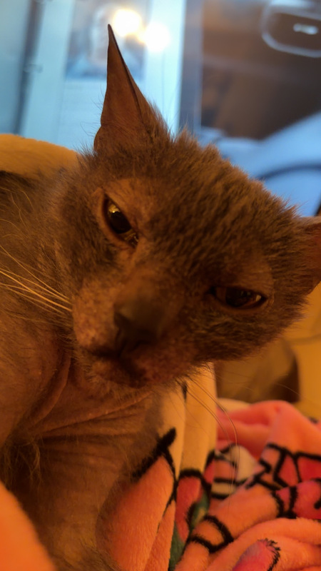 Entry image for paco. Clicking this image will show a larger photo