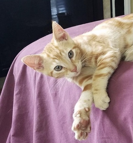 Entry image for Rupert. Clicking this image will show a larger photo