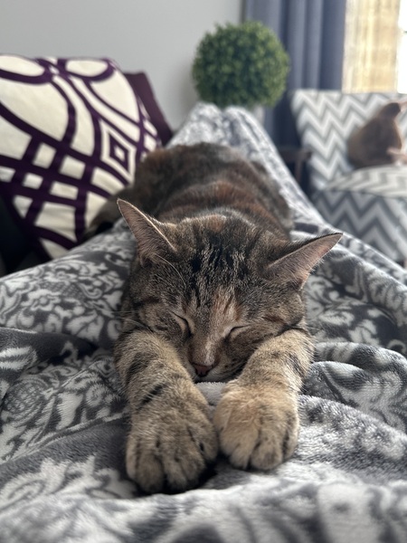 Entry image for Biscotti. Clicking this image will show a larger photo