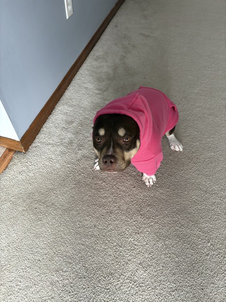 Entry image for Hazel. Clicking this image will show a larger photo