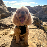 Entry image for Hazelnut