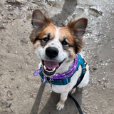 Entry image for Rhyse