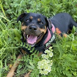 Entry image for Rosie