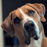 Entry image for Reno