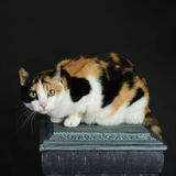 Entry image for Precious 