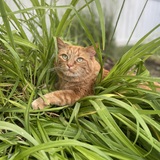 Entry image for Archie