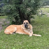 Entry image for Rufus