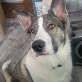 Entry image for Scooter 