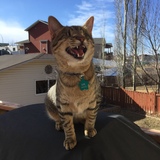 Entry image for Mr.Magoo