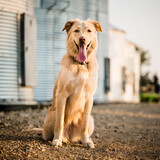 Entry image for Mollie