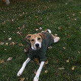 Entry image for Briggs