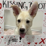 Entry image for Ikora