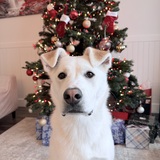 Entry image for Arya