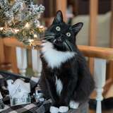 Entry image for BOOTSIE