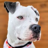 Entry image for Finn