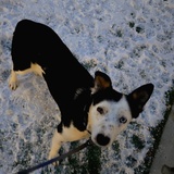 Entry image for Canola