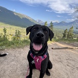 Entry image for Willow