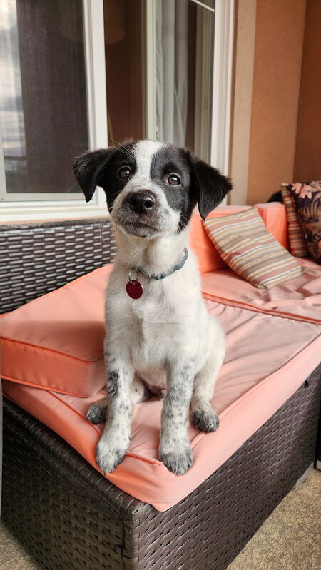 Entry image for Alfonse. Clicking this image will show a larger photo