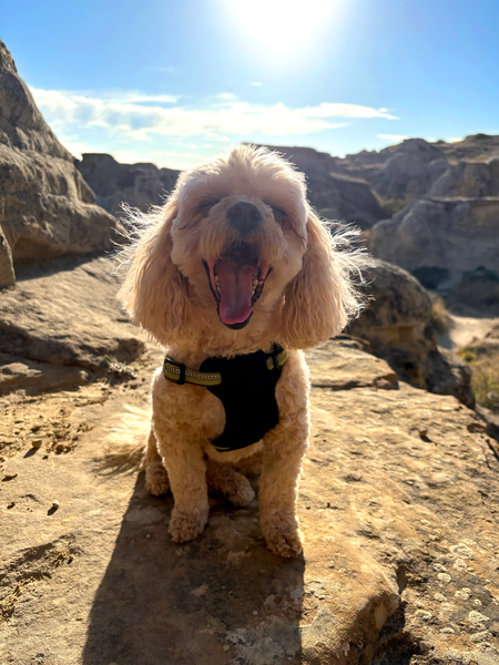 Entry image for Hazelnut. Clicking this image will show a larger photo