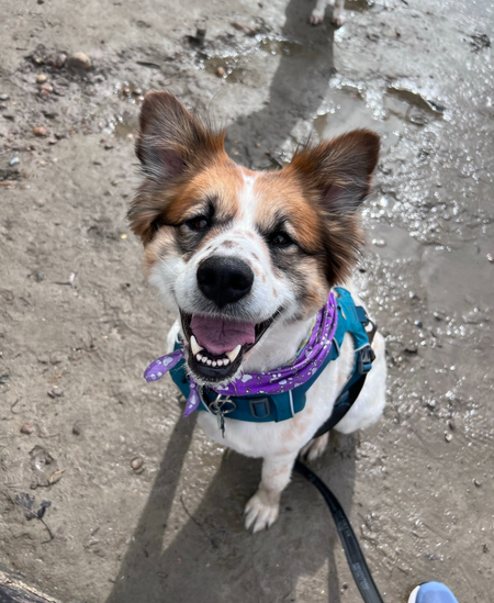 Entry image for Rhyse. Clicking this image will show a larger photo