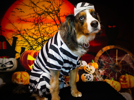 Entry image for Funyinn. Clicking this image will show a larger photo