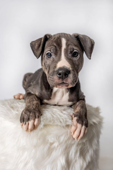 Entry image for Nya. Clicking this image will show a larger photo