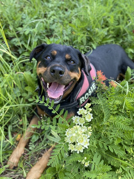 Entry image for Rosie. Clicking this image will show a larger photo