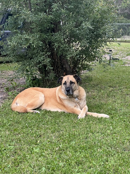 Entry image for Rufus. Clicking this image will show a larger photo