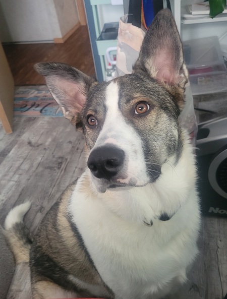 Entry image for Scooter . Clicking this image will show a larger photo