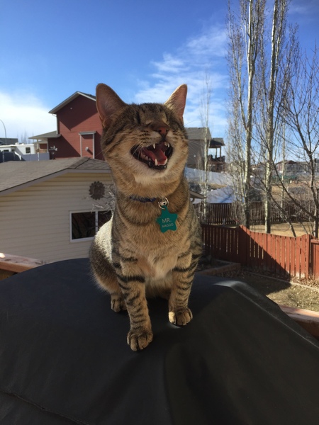 Entry image for Mr.Magoo. Clicking this image will show a larger photo