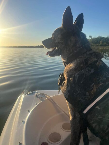 Entry image for Ranger. Clicking this image will show a larger photo