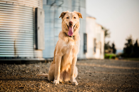 Entry image for Mollie. Clicking this image will show a larger photo