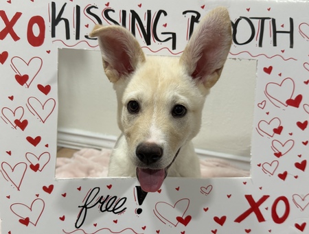 Entry image for Ikora. Clicking this image will show a larger photo