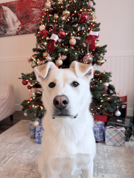 Entry image for Arya. Clicking this image will show a larger photo