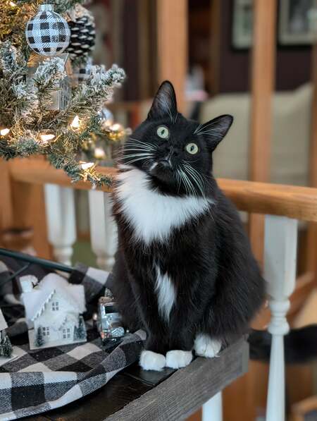 Entry image for BOOTSIE. Clicking this image will show a larger photo