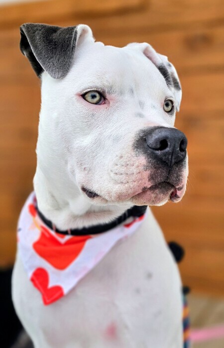 Entry image for Finn. Clicking this image will show a larger photo