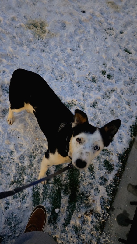 Entry image for Canola. Clicking this image will show a larger photo