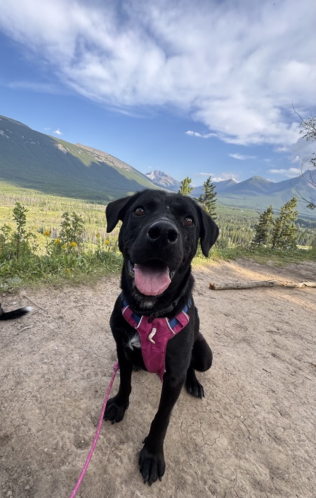 Entry image for Willow. Clicking this image will show a larger photo