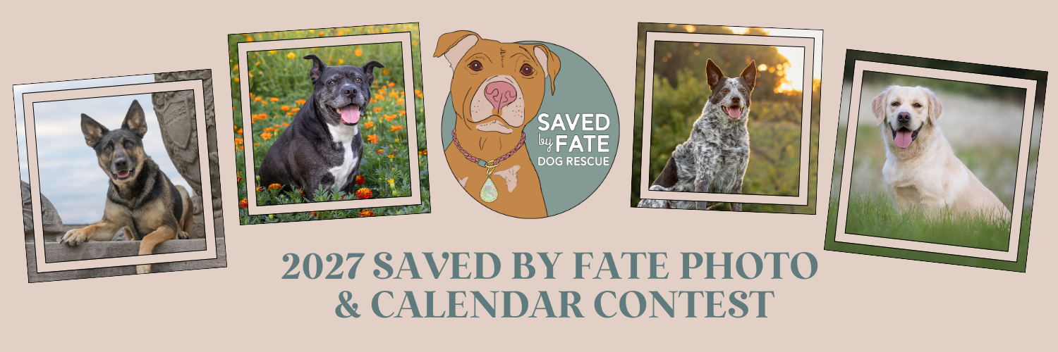 Banner for 2027 Saved By Fate Photo & Calendar Contest