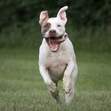 Entry image for Possum