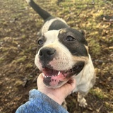 Entry image for Anya