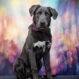 Entry image for Vincent