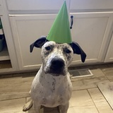 Entry image for Apollo