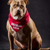 Entry image for Dominic