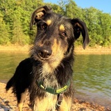 Entry image for Zeppelin